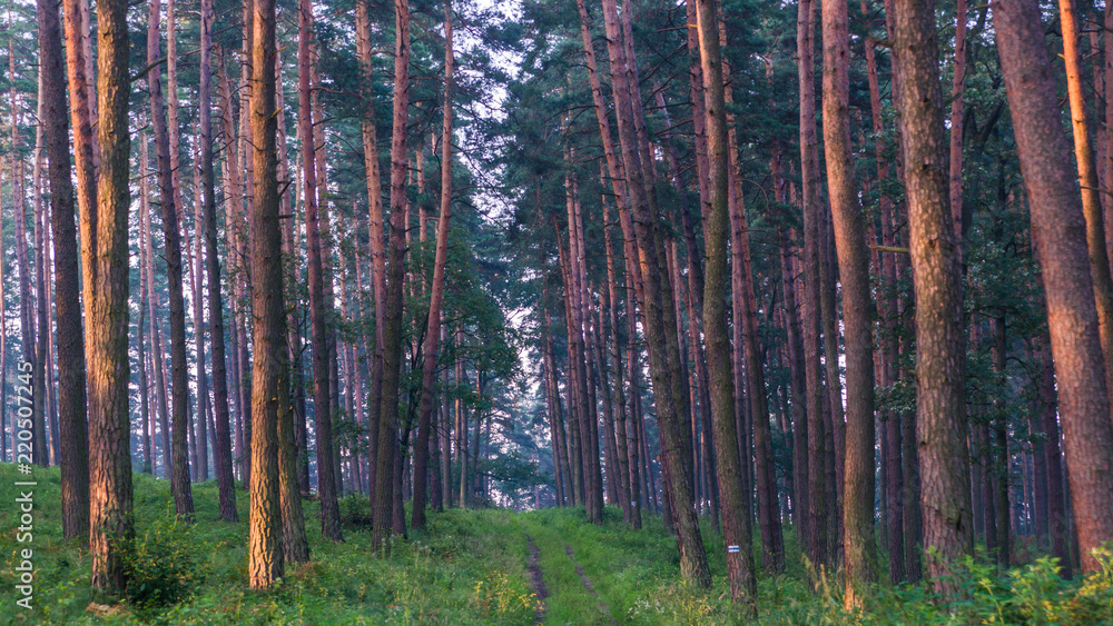 Fototapeta premium SONY DSC