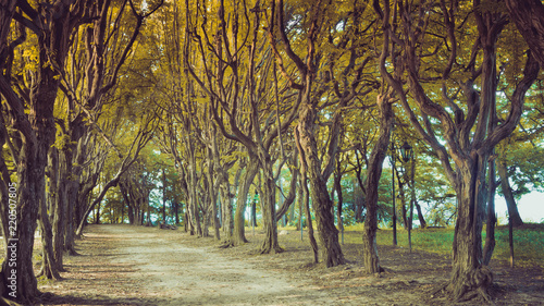 Fototapeta Naklejka Na Ścianę i Meble -  SONY DSC