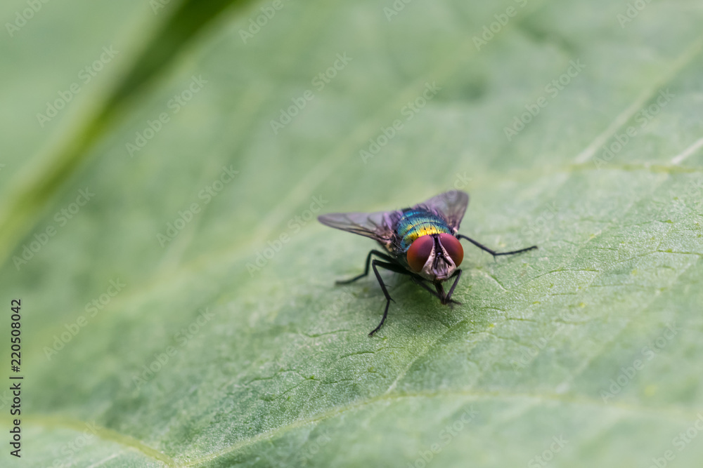 Fototapeta premium Colorful blowfly on leaf