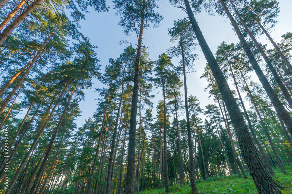 Obraz premium SONY DSC