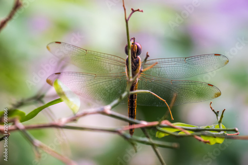 Dragonfly on a branch © CoreyOHara
