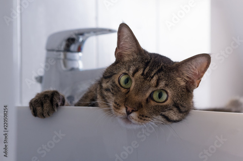 Katze im Waschbecken