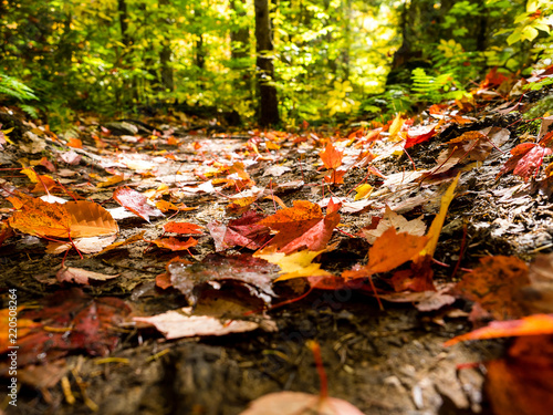 It is a picture of red maple taken in Canada.