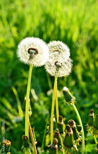 Dandelion with Green grass field with space for text. .Dandelion flower meaning is Long lasting happiness and youthful joy.
