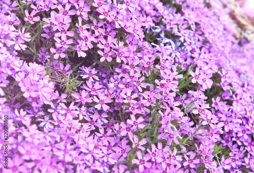 Purple Moss phlox blooms with full frame and lens flare.  Purple or violet flower for wallpaper.