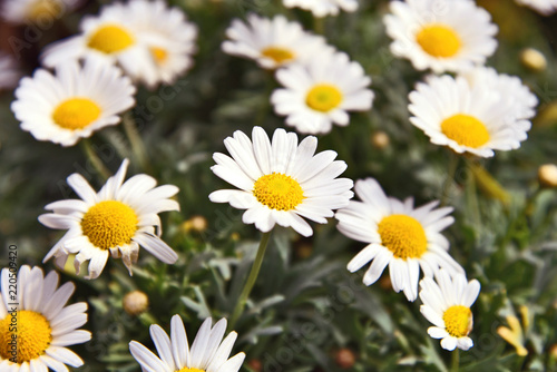 A lot of white Shasta Daisy with full frame.