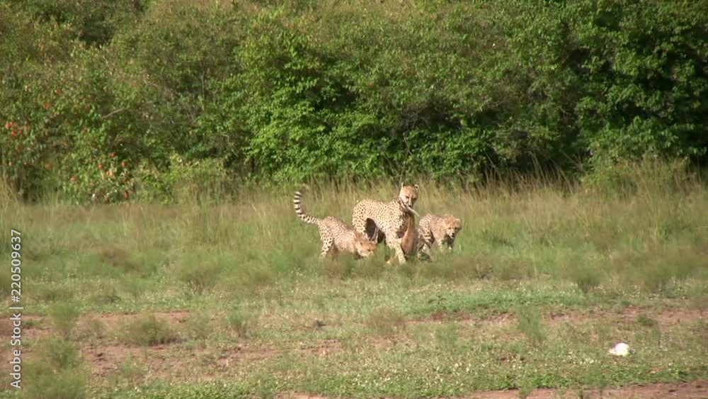 A mother cheetah leads her cubs to a safe place to eat.mov A mother cheetah leads her cubs to a safe place to eat.mov