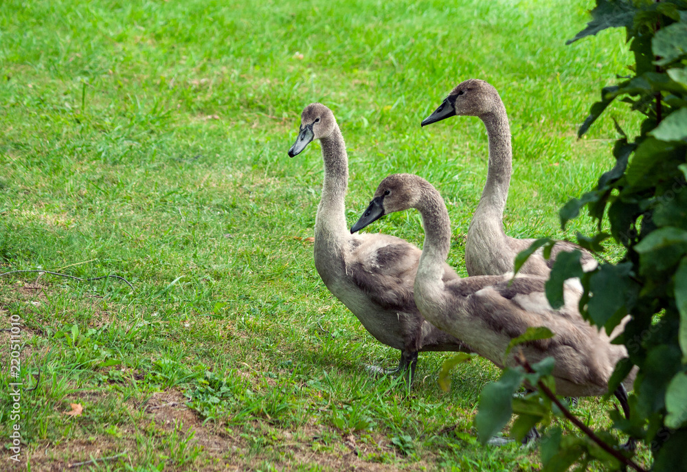 Obraz premium three young swan fledglings are walking along, coming out from behind a bush, green grass on the field, birds of brown-gray color, children's fluff,