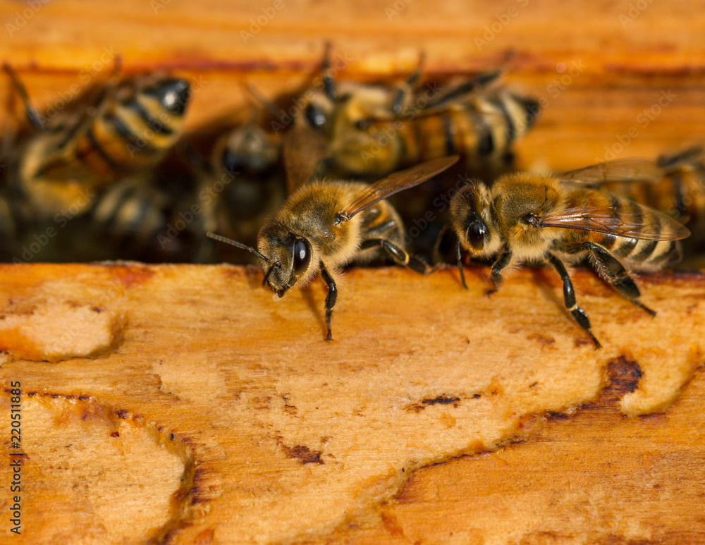 Bees are working for honey. Bees are working for honey.