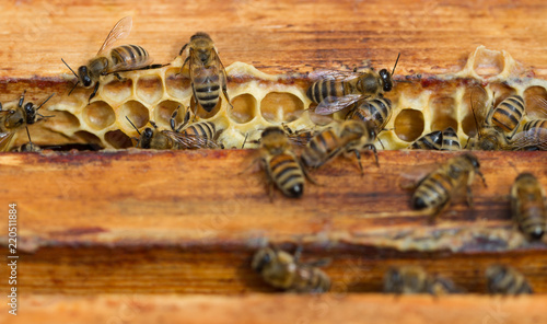 Bees are working for honey.