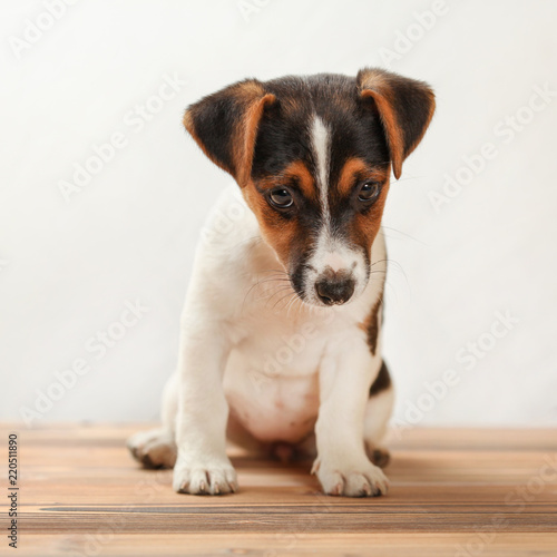 Two months old Jack Russell terrier puppy, shy, looking down, standing on board floor with white background. © Lubo Ivanko