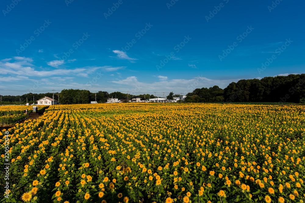 It is a sunflower field located in Chikusei city, Ibaraki prefecture, Japan. The sunflower of Double is unusual, and the sunflower shining in the summer sunshine is lively. It is a sunflower field located in Chikusei city, Ibaraki prefecture, Japan. The sunflower of Double is unusual, and the sunflower shining in the summer sunshine is lively.