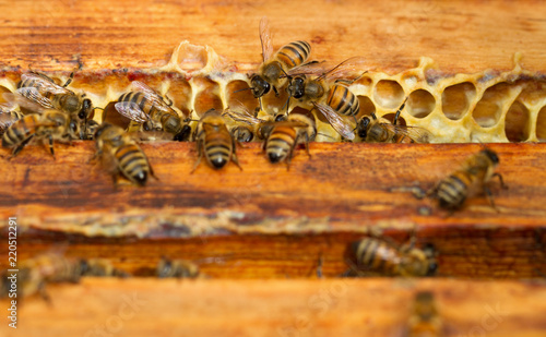 Bees are working for honey.