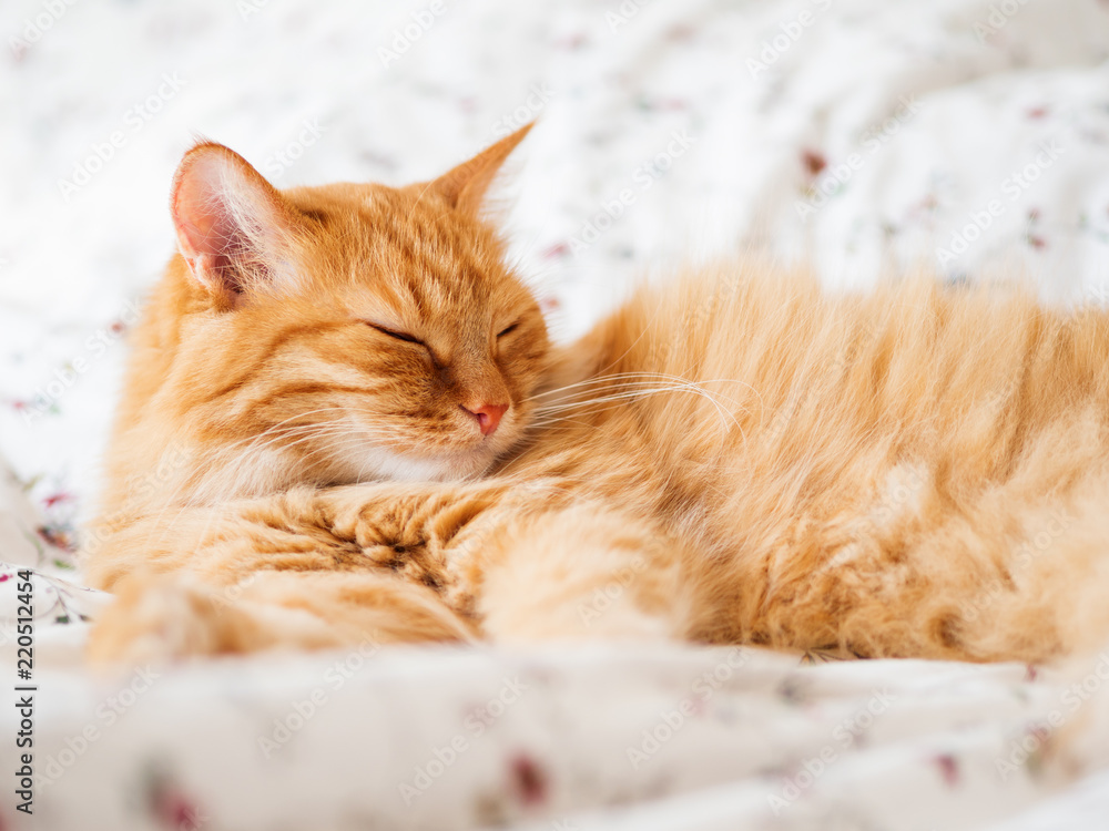 Cute ginger cat lying in bed. Fluffy pet dozing. Cozy home background, morning bedtime. - obrazy, fototapety, plakaty 