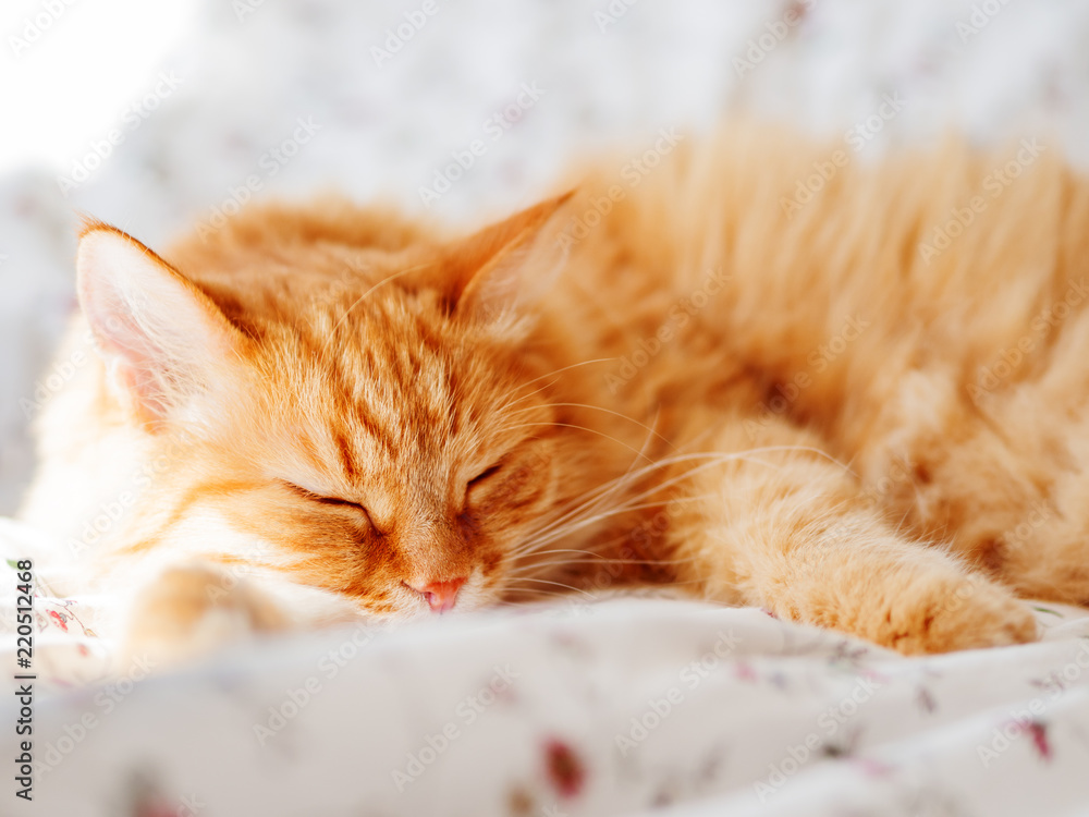 Cute ginger cat lying in bed. Fluffy pet dozing. Cozy home background, morning bedtime.
