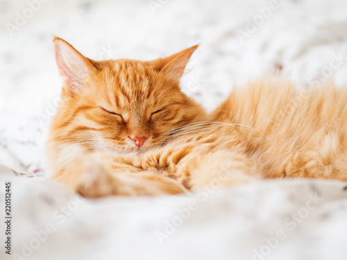 Cute ginger cat lying in bed. Fluffy pet dozing. Cozy home background, morning bedtime.