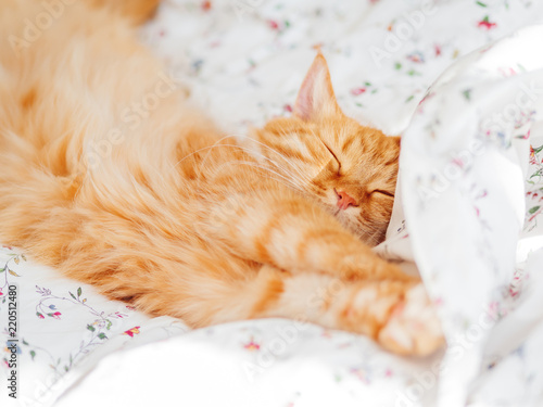Fototapeta Naklejka Na Ścianę i Meble -  Cute ginger cat lying in bed. Fluffy pet stretching. Cozy home background, morning bedtime.