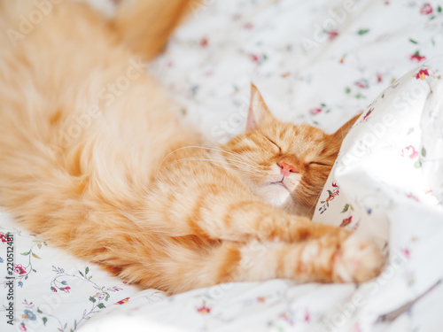Fototapeta Naklejka Na Ścianę i Meble -  Cute ginger cat lying in bed. Fluffy pet stretching. Cozy home background, morning bedtime.
