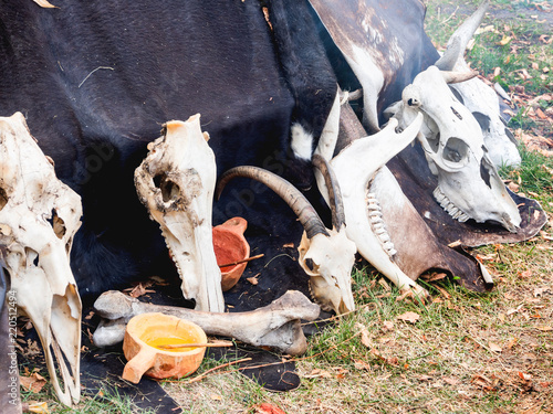 Dried animal skulls near the primitive house as in ancient times. Annual festival Times and Epochs. Historical reconstruction of the Paleolithic, Mesolithic, Neolithic periods. Moscow, Russia. photo