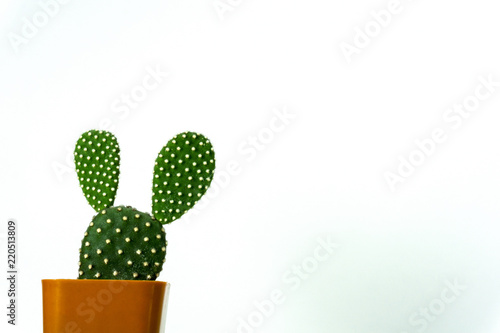 Beautiful cactus in pot brown with copy space for a text on a white background.