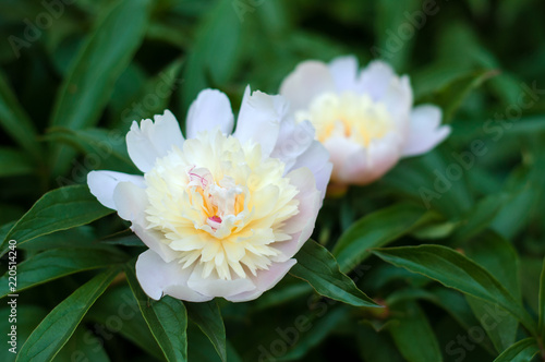 Group of white peonies with unblown buds in the garden. Blooming white peony against a background of blurry green leaves.