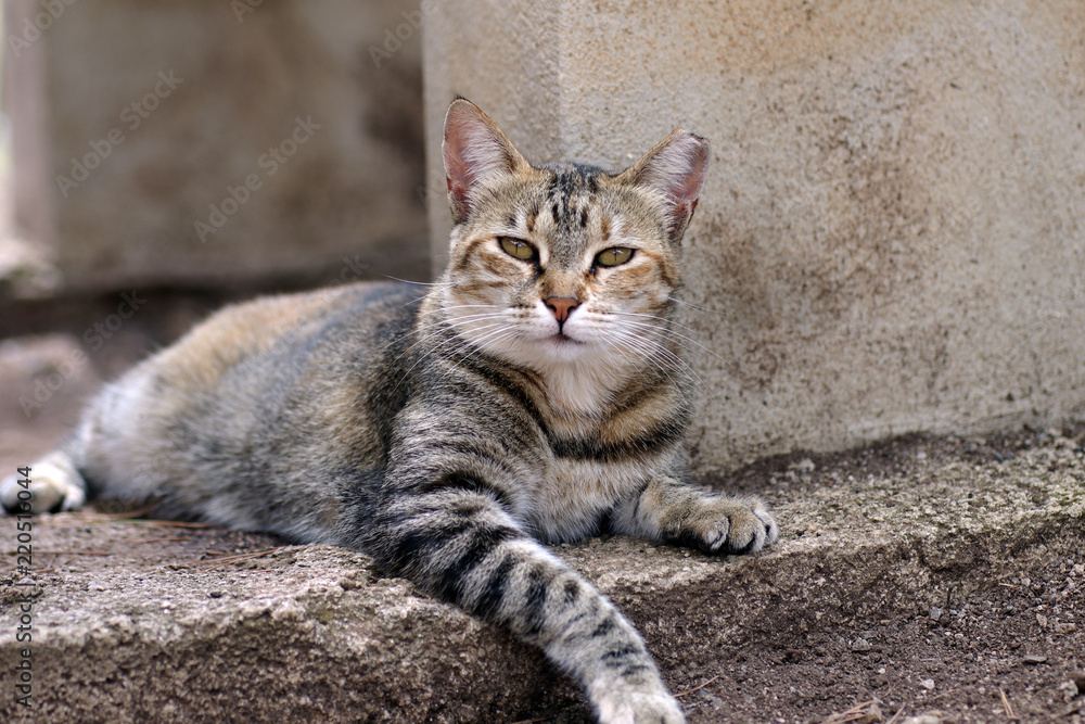 Eine graugetigerte Katze ruht sich aus Eine graugetigerte Katze ruht sich aus