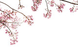 Sakura Flower, Cherry Blossom