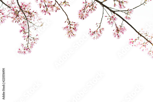 Sakura Flower, Cherry Blossom