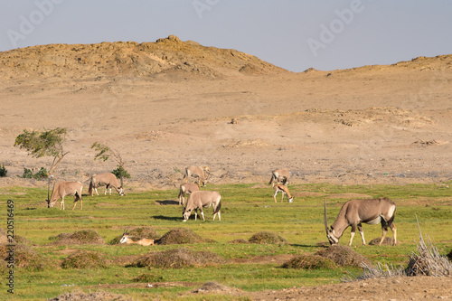 Oryx Antilopen grasen auf einer Weide nahe Agate Beach bei Lüderitz, Namibia