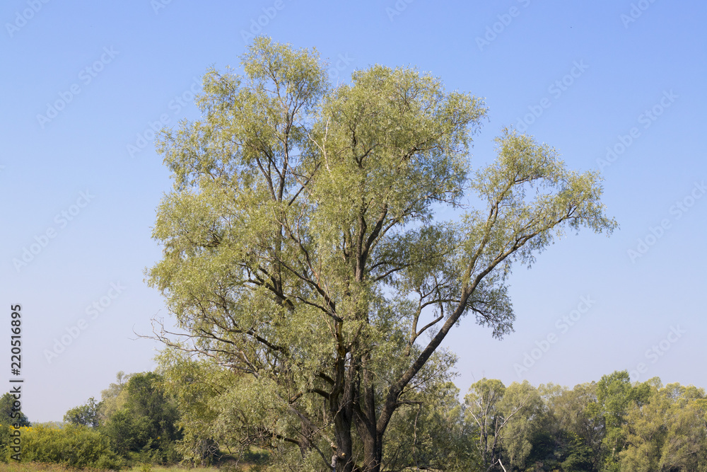 Beautiful willow tree in the forest against the sky Beautiful willow tree in the forest against the sky