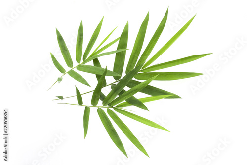bamboo leaf isolated on white background.
