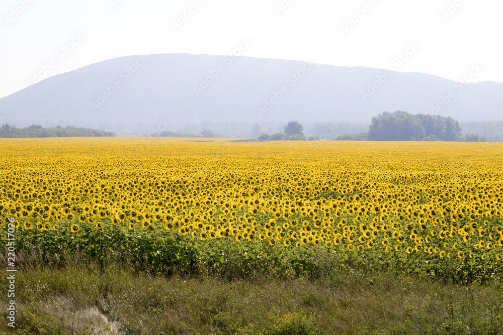 Amazing and beautiful sunflower field in the warm summer day, the mountain behind the sunflower field