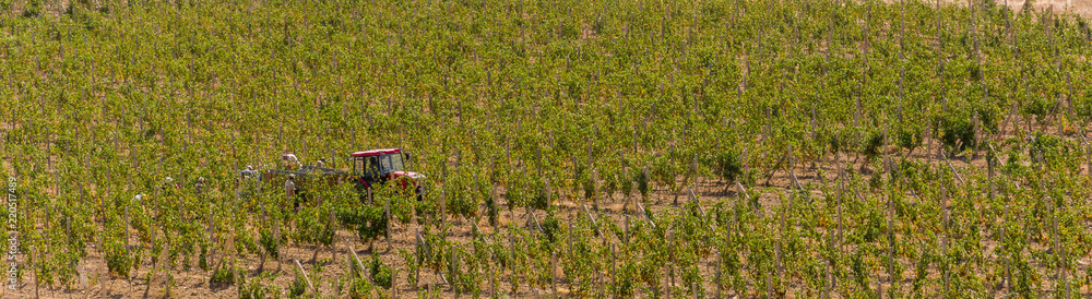 Harvesting of grapes