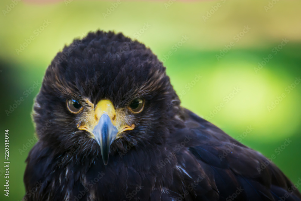 Fototapeta premium Greifvogel beobachtend