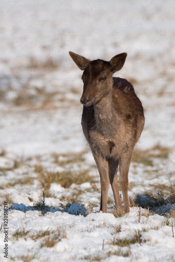 Red deer fawn standing in snowy grass Red deer fawn standing in snowy grass