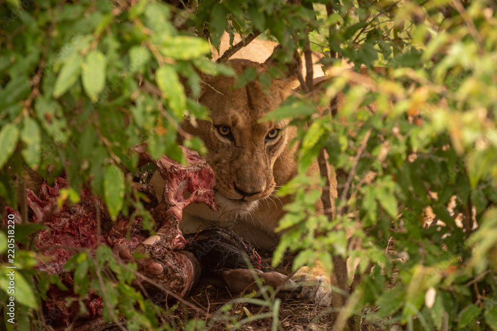 Lioness with kill peers out through bushes