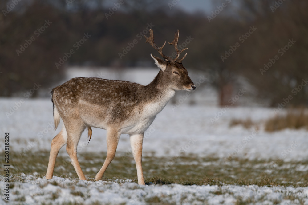 Male fallow deer walking through snowy park Male fallow deer walking through snowy park