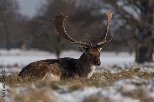 Red deer stag lying in snowy grass