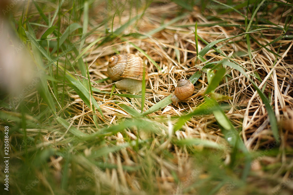 family of snails in green grass family of snails in green grass