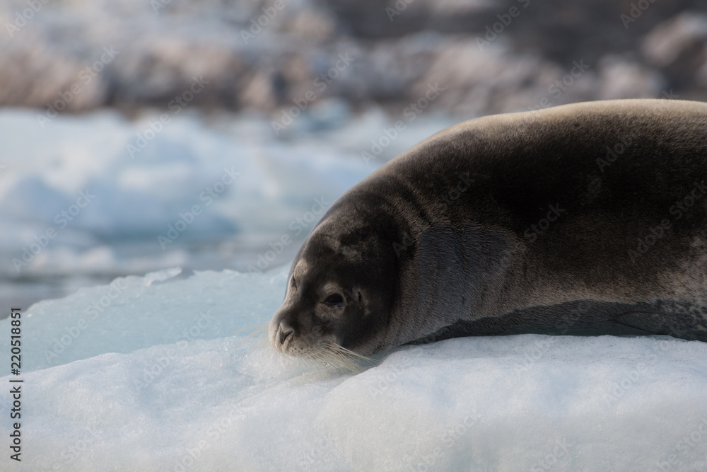 Obraz premium Harp seal in grauler.