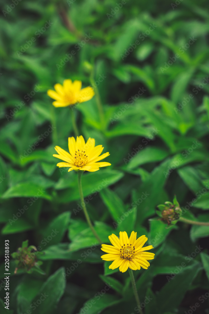 Obraz premium Beautiful yellow daisy flowers, little yellow star.