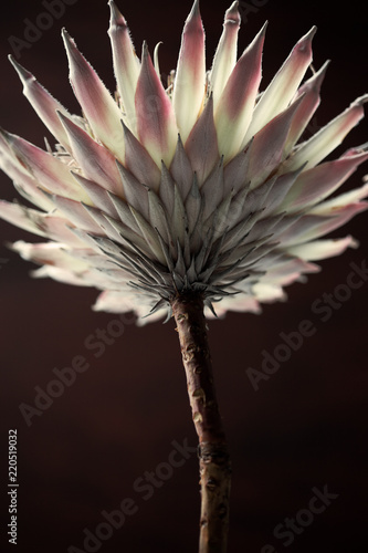 King protea photo