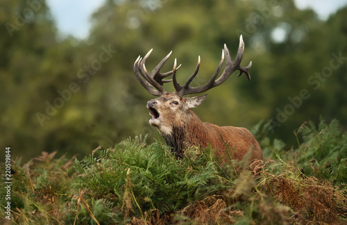 Red deer stag bellowing while standing in the ferns