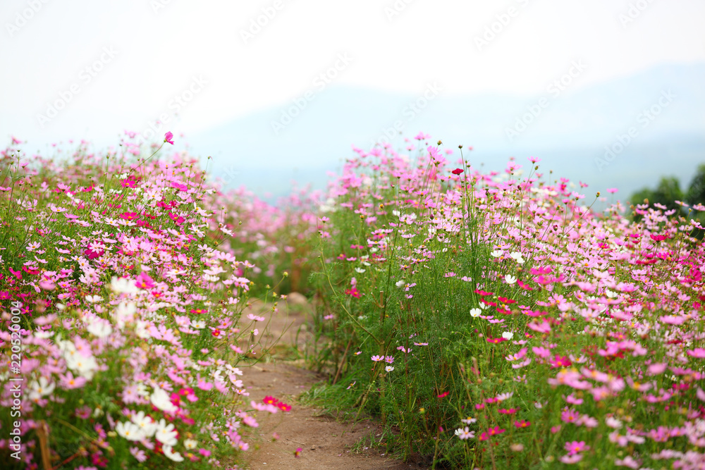 Obraz premium pink flower garden