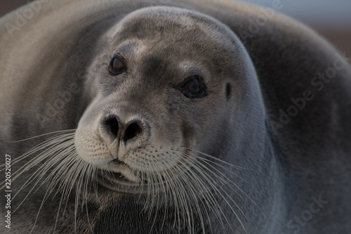 Fotografie Harp seal in grauler.