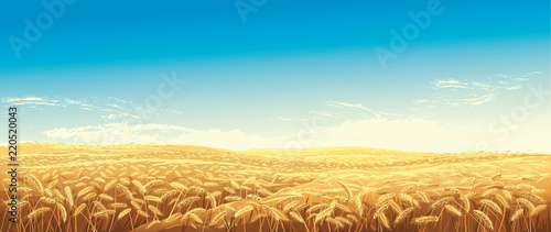 Rural landscape with wheat fields and green hills on background. Vector illustration.