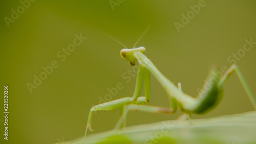 mantis standing on green leaf, little hunter of nature