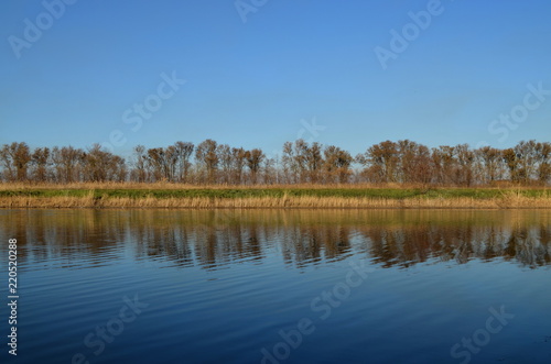 Ripples on the river with forest reflection in the water. Shore with dry reeds and a line of trees