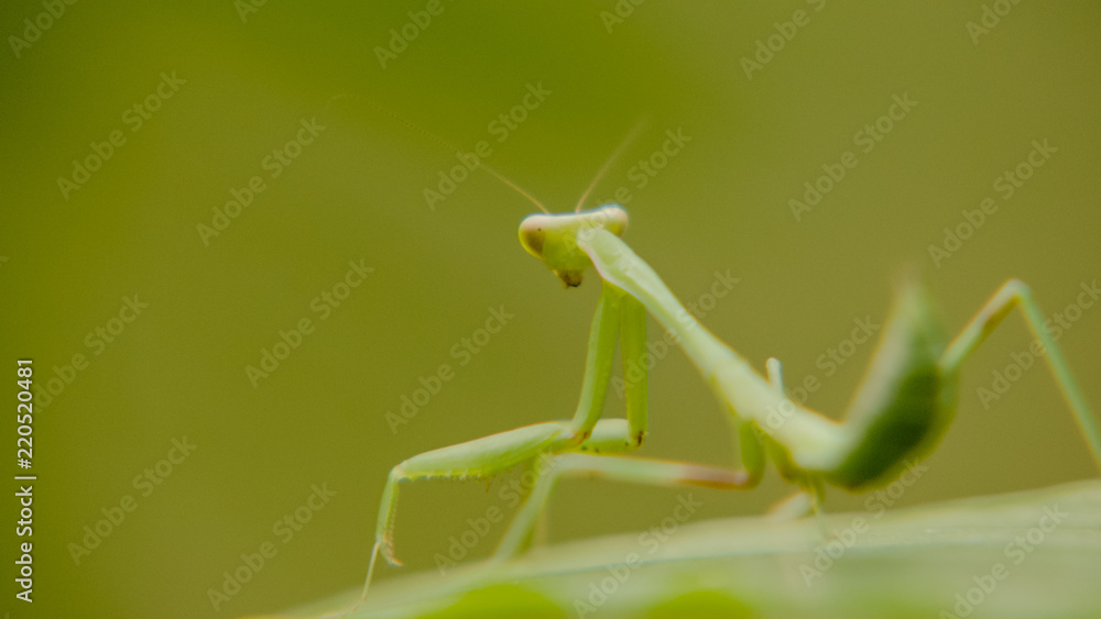 a mantis, a mantis on a leaf of raspberries a mantis, a mantis on a leaf of raspberries
