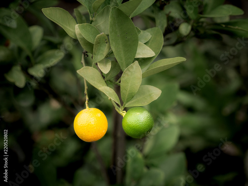 Wallpaper Mural Yellow and Green Kumquat Fruits Hanging Torontodigital.ca